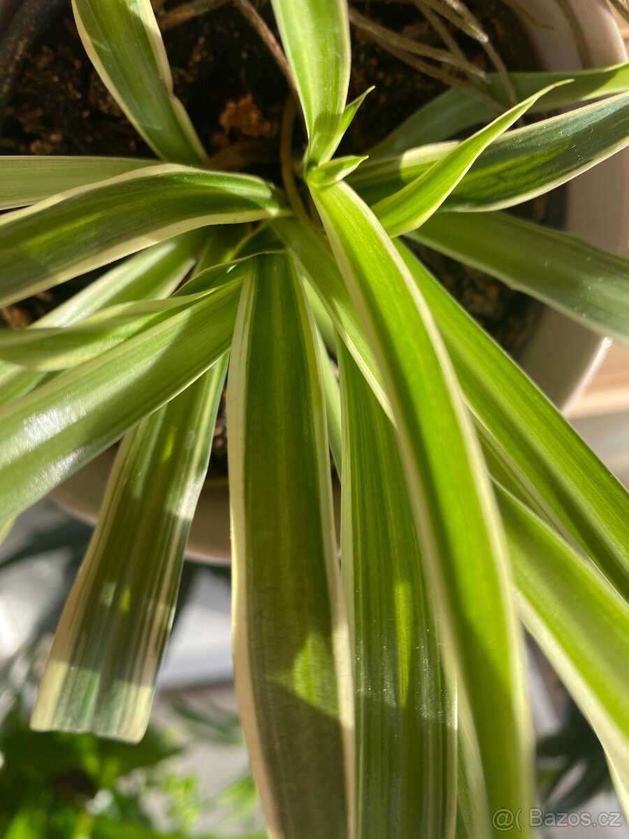 Zelenec panašovaný - 2