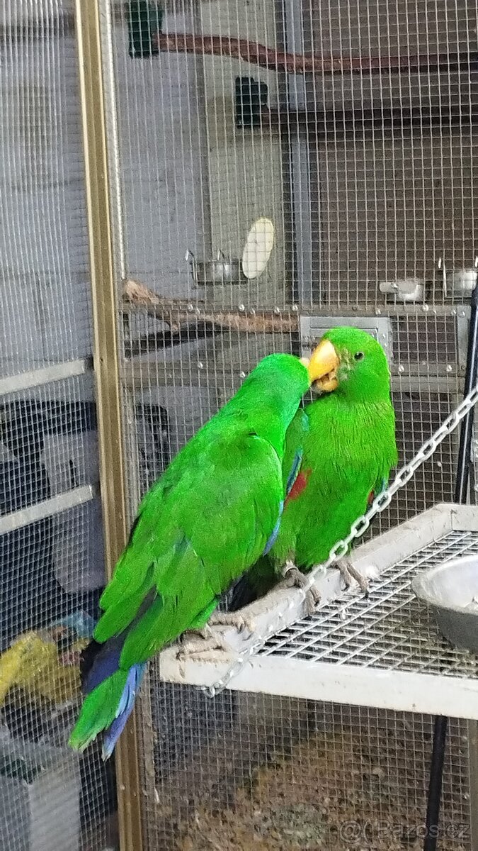 Eklektus vosmayeri 2.0 - 2