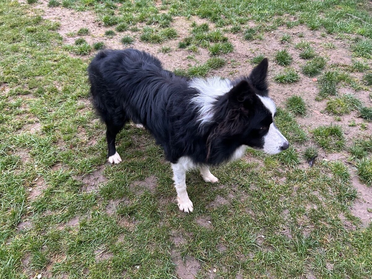 Border kolie pes 3 roky - 2