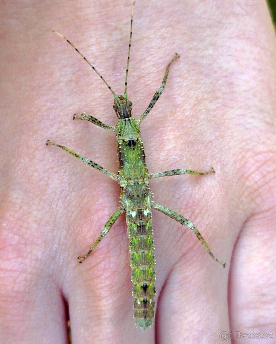 Strašilky Eurycantha horrida "Popondetta" - 2