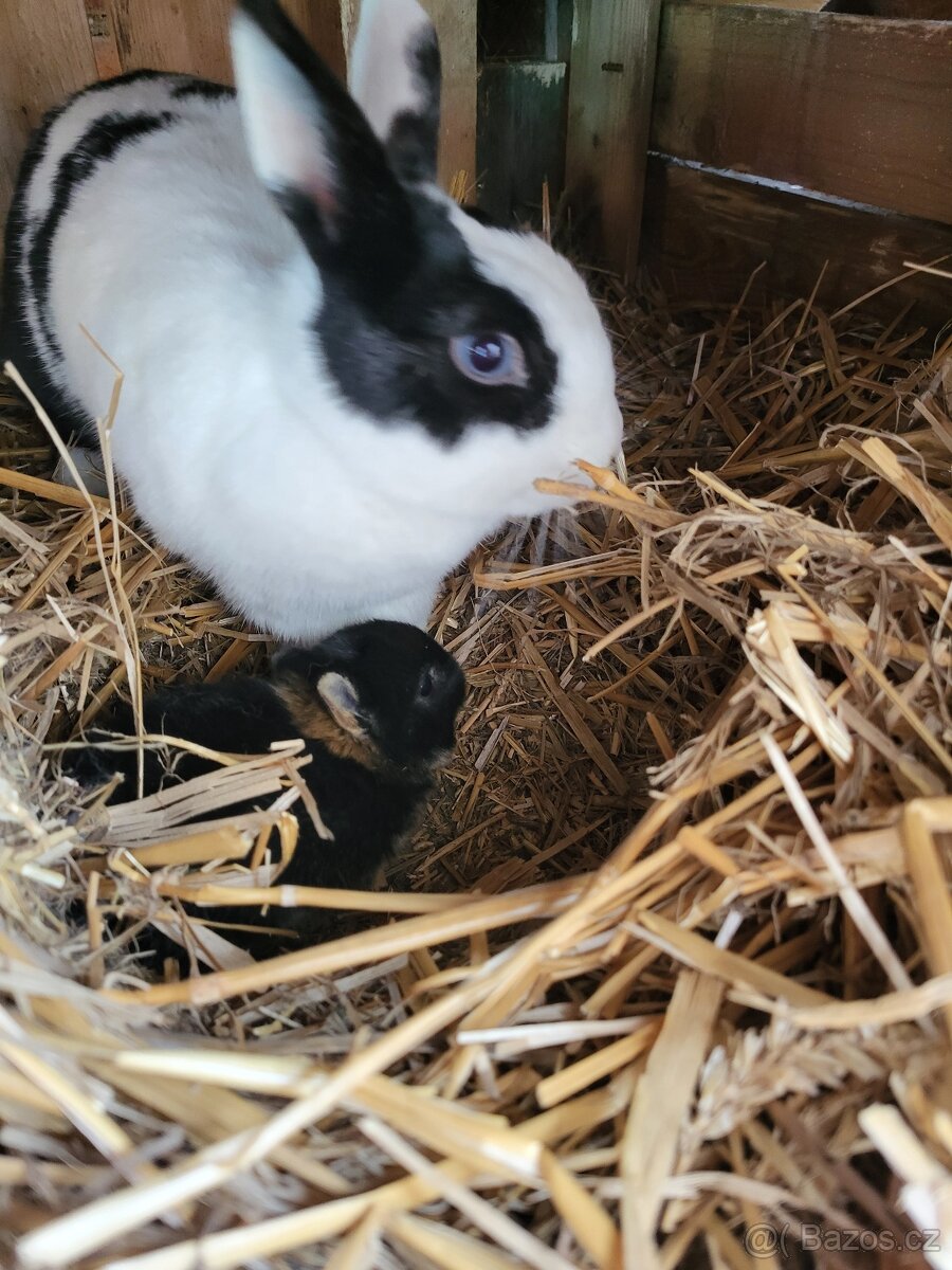 Zakrslý kralíčci miminka - 2