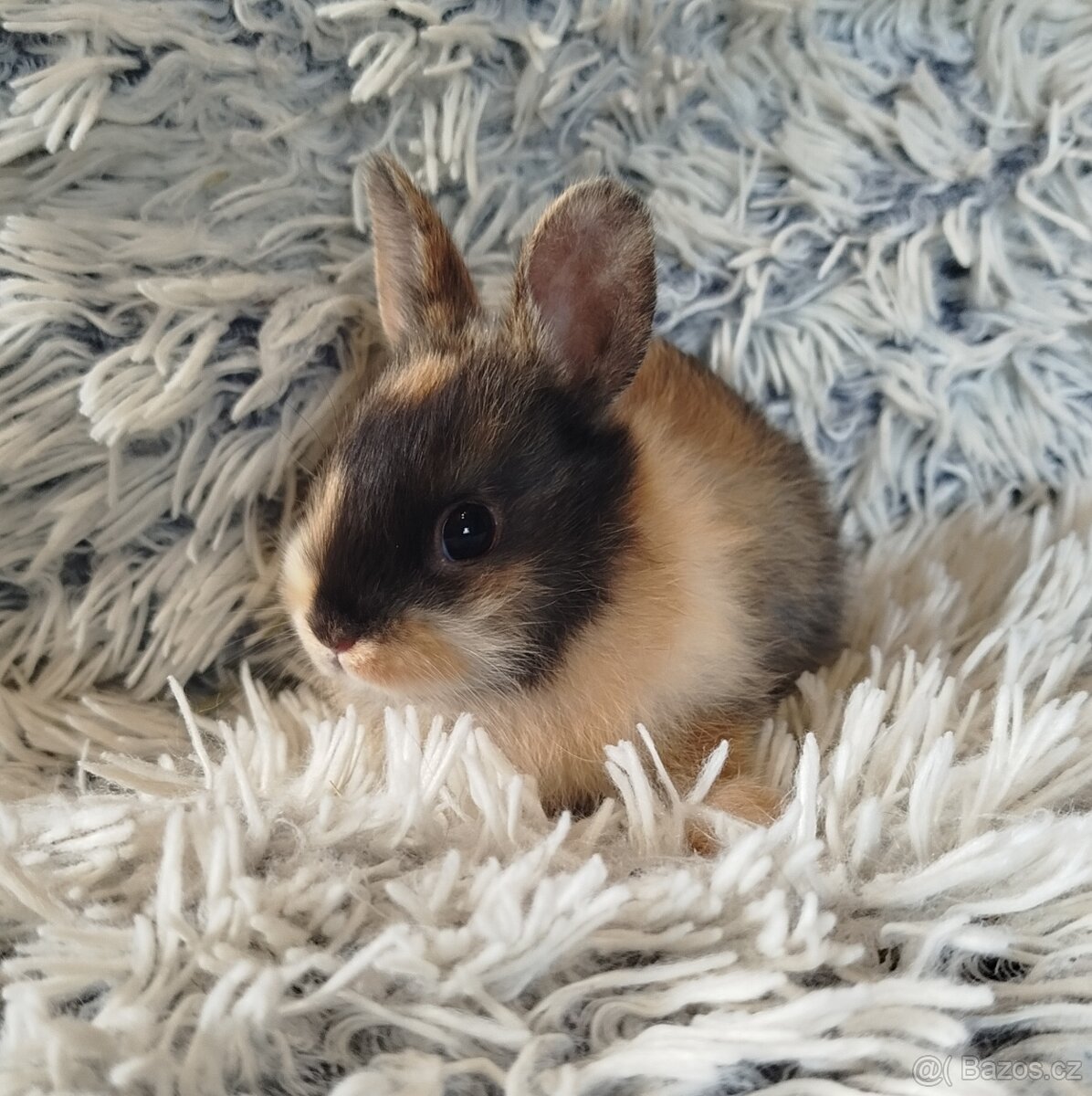 Zakrslý králík - 2
