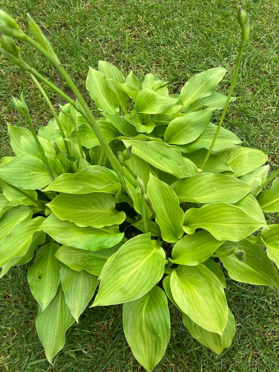 BOHYŠKY- HOSTY - 2