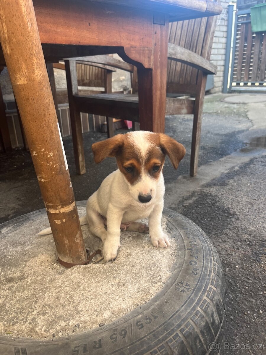 Jack Russell teriér - 2