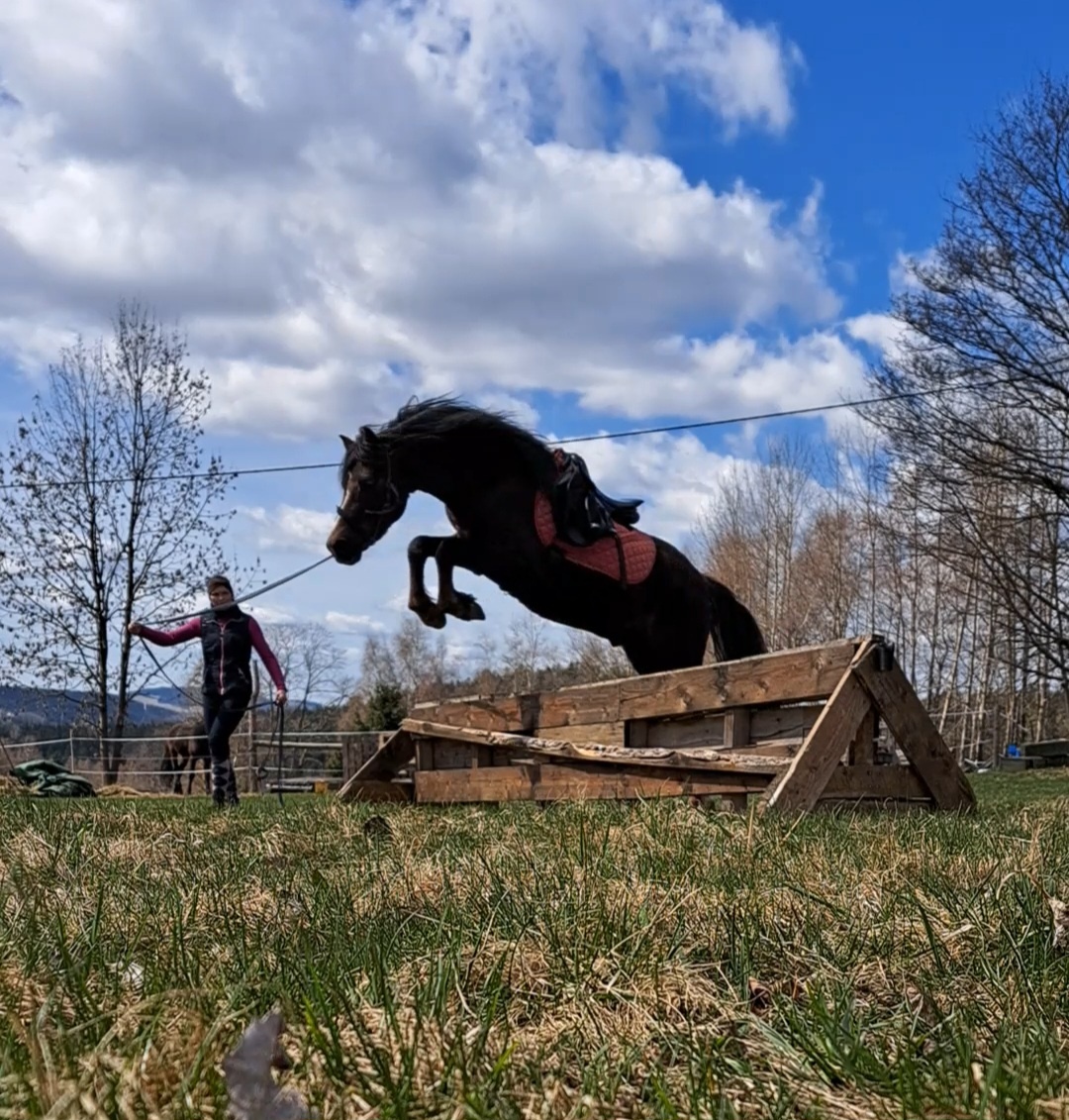 Welsh pony B - 2