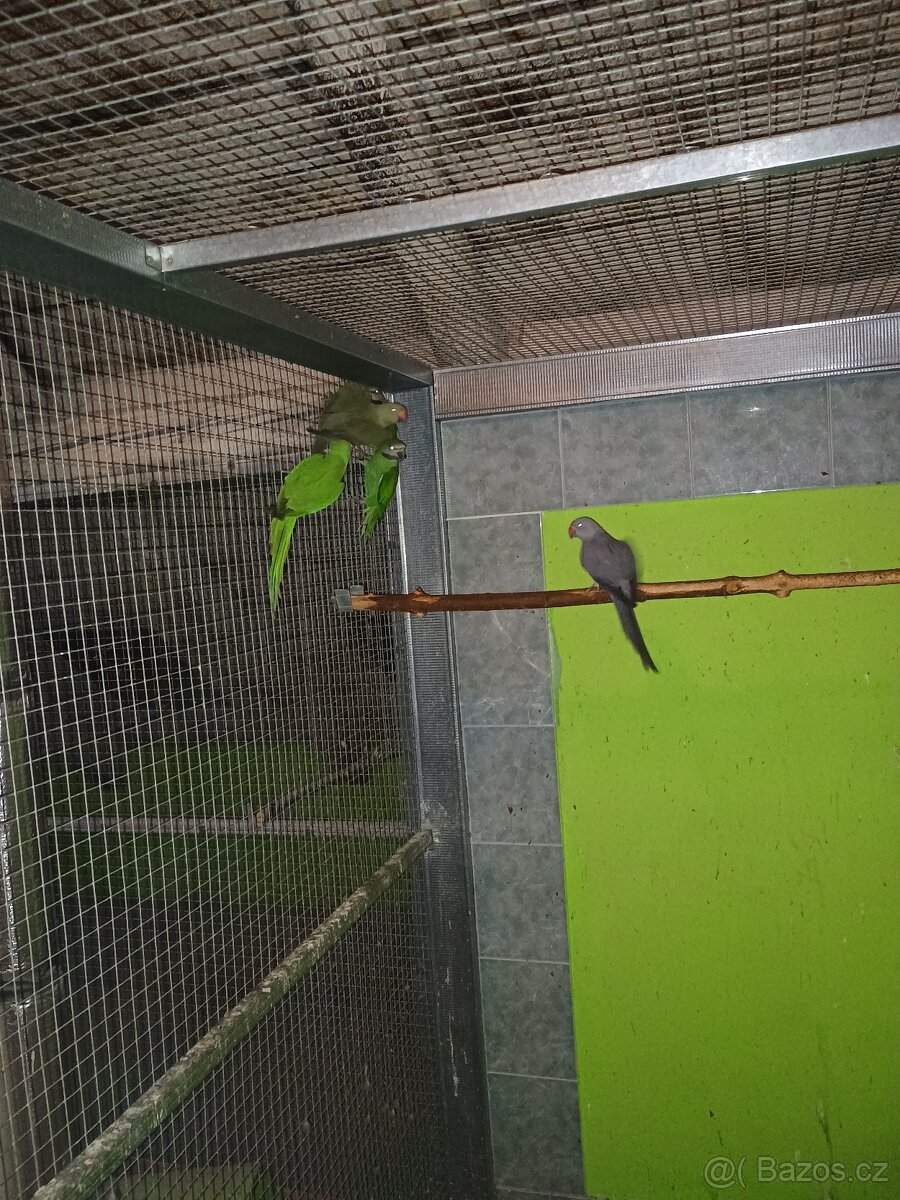 Alexandr růžový vousatý a Alexandr malý - 2