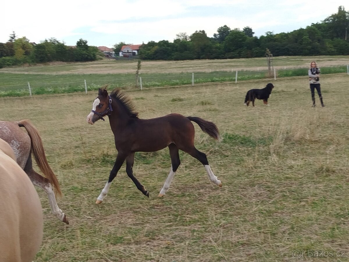 Welsh pony sekce B - 2