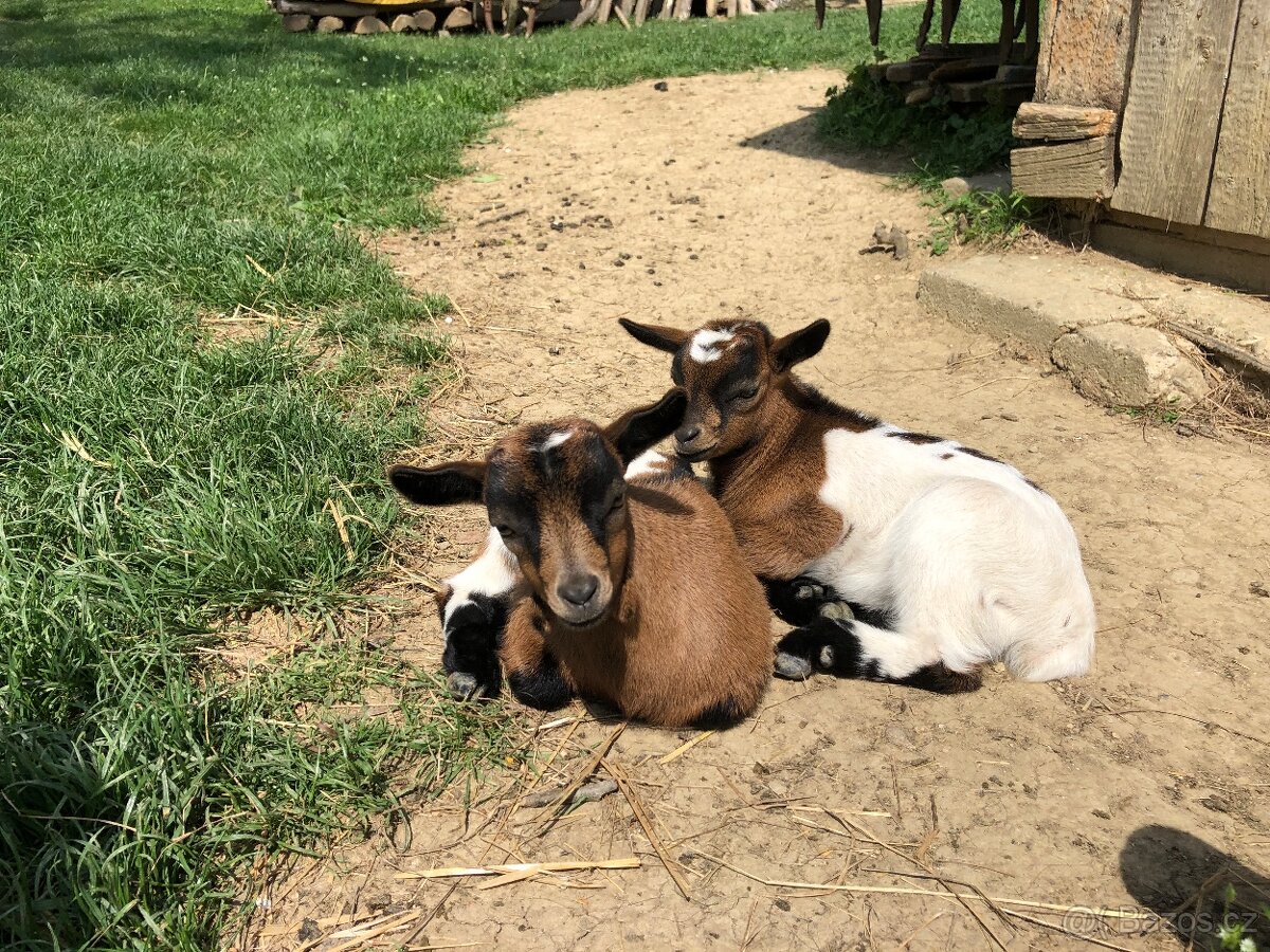Holandská zakrslá koza - 2