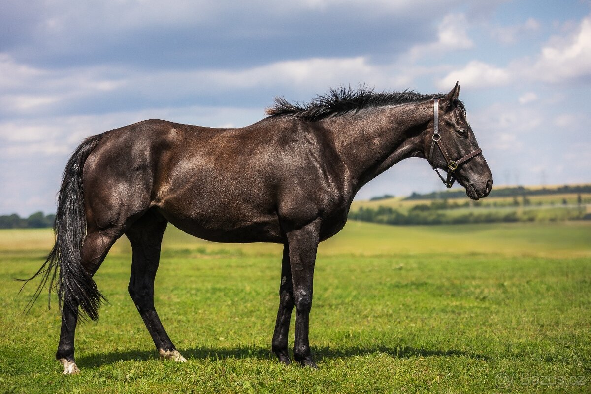 Valach A1/1 po dostihové kariéře - 2