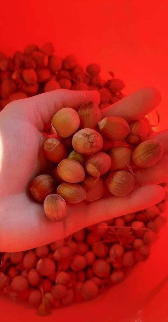 Lískové oříšky - 2