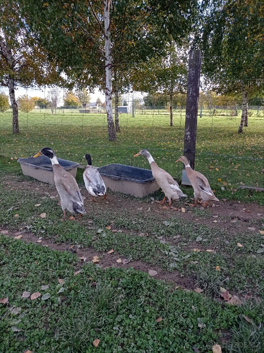 Indický běžec - 2