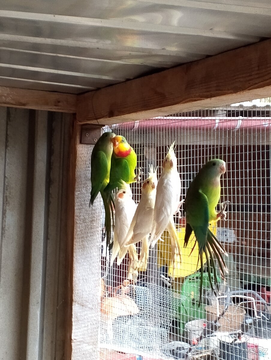 Papoušek nádherný - 2