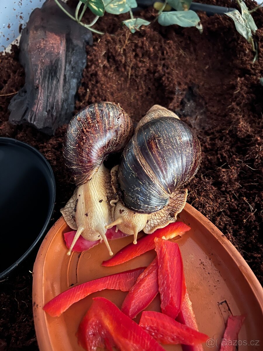 Darujeme dva africké šneky - 2