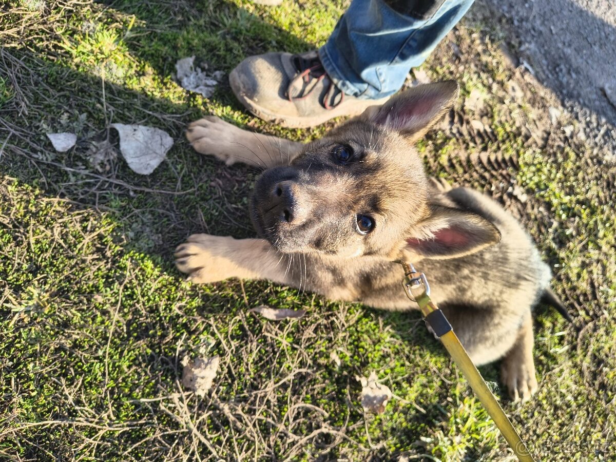 Německý ovčák - štěně s PP - 2