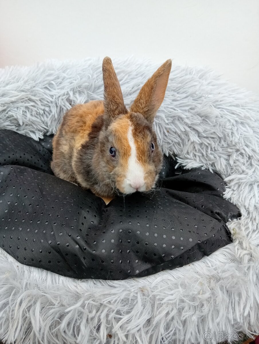 Zakrslý králíček rex I1 - 2