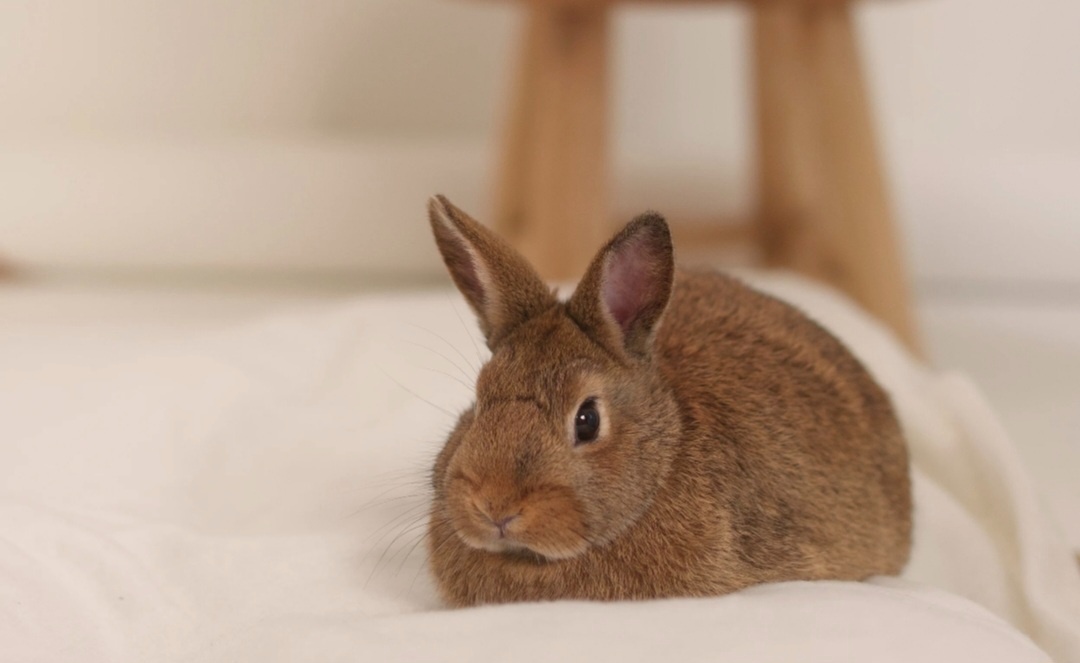 Zakrslý kralík - 2