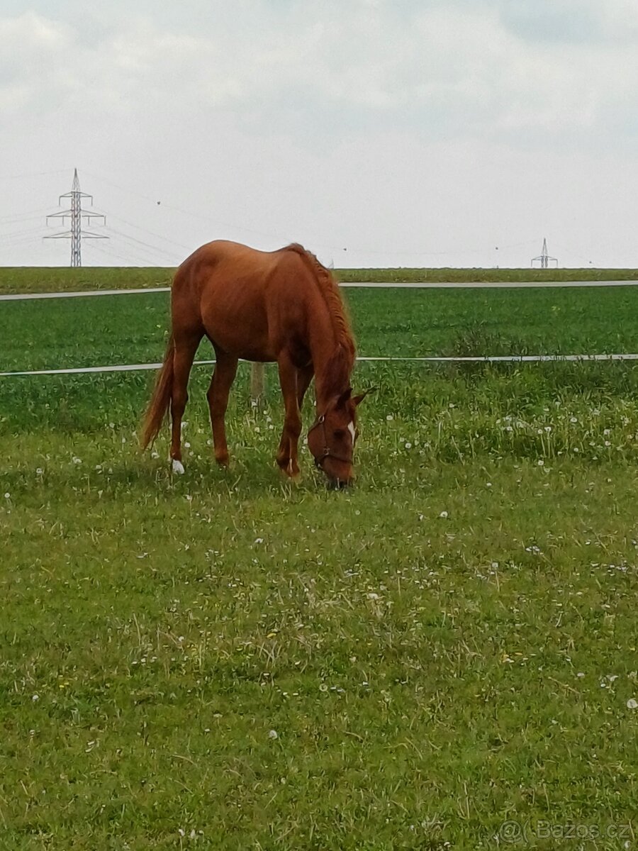 Prodám valacha  3 roky - 2