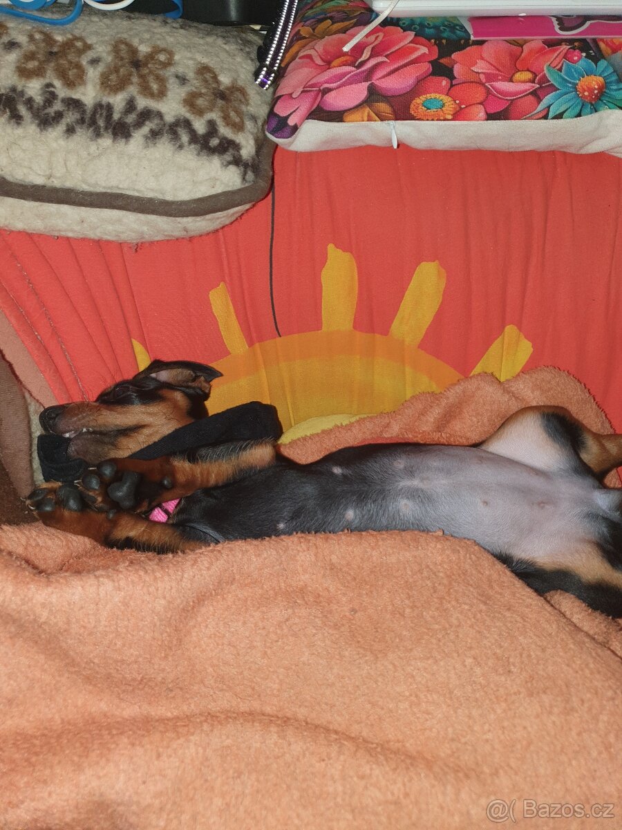 Štěňátko jezevčíka - 2