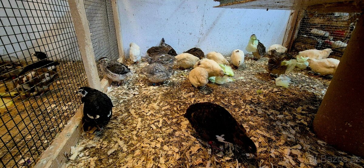 Prodám krepelči vajíčka - 2