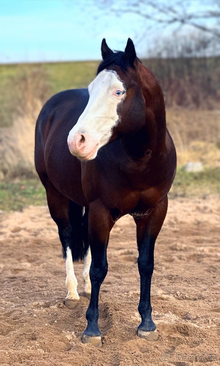 Připouštění hřebcem GRAYS MASTER H, QH - 2