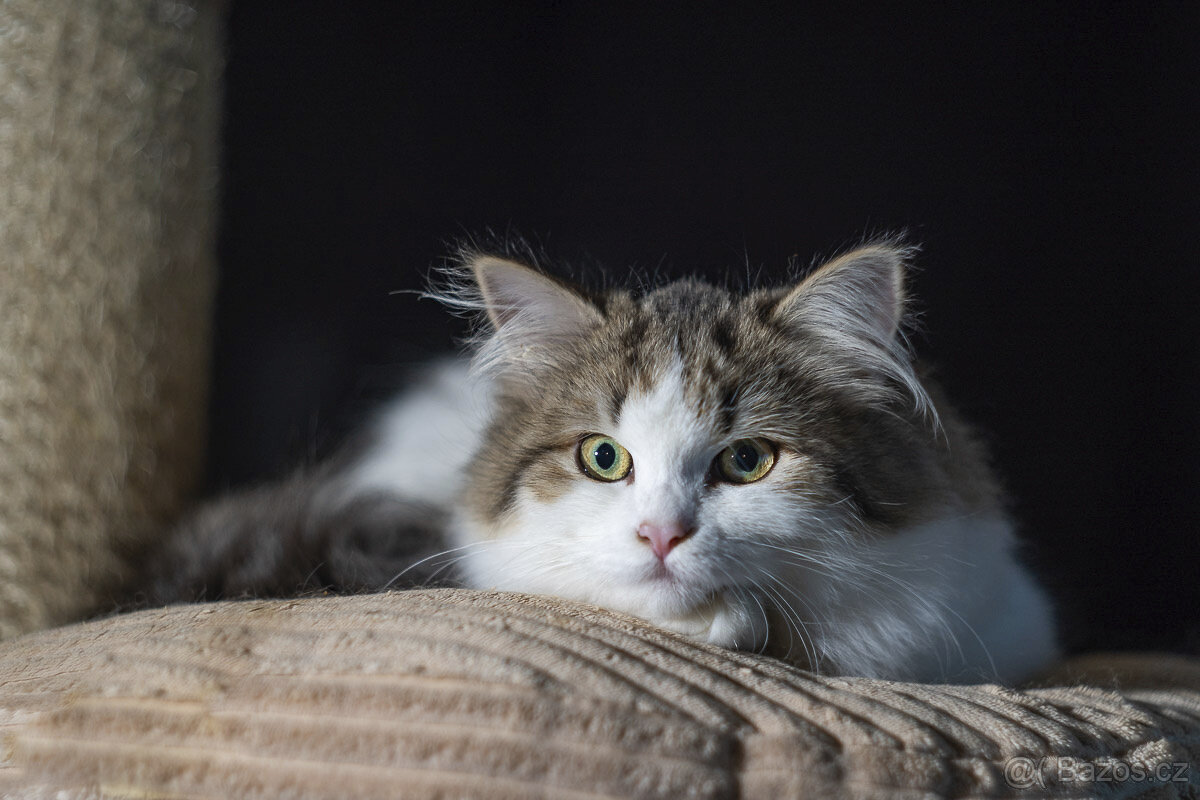 Sibiřská kočka - kočička s PP Ruffian - 2