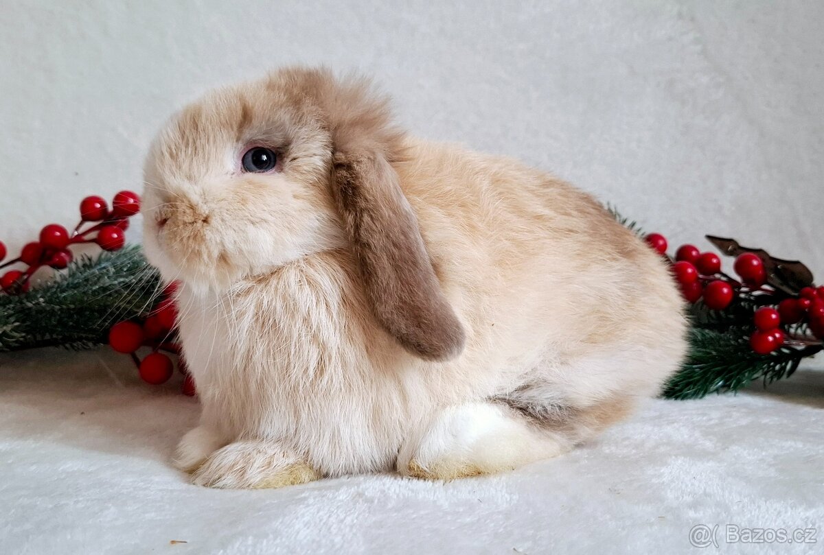 Krásná minilop samička - 2