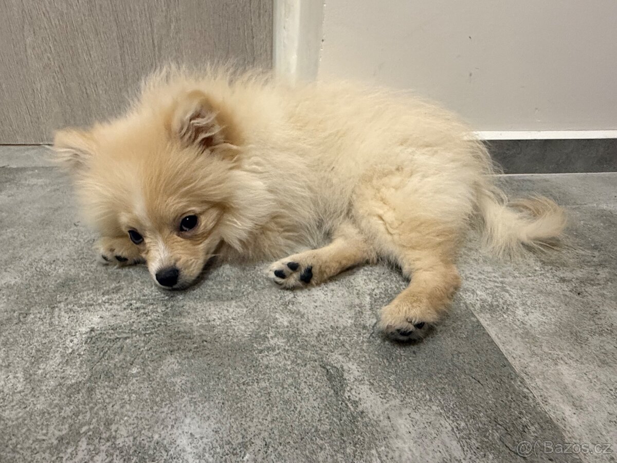 Štěňátko (fenka) pomeraniana - 2