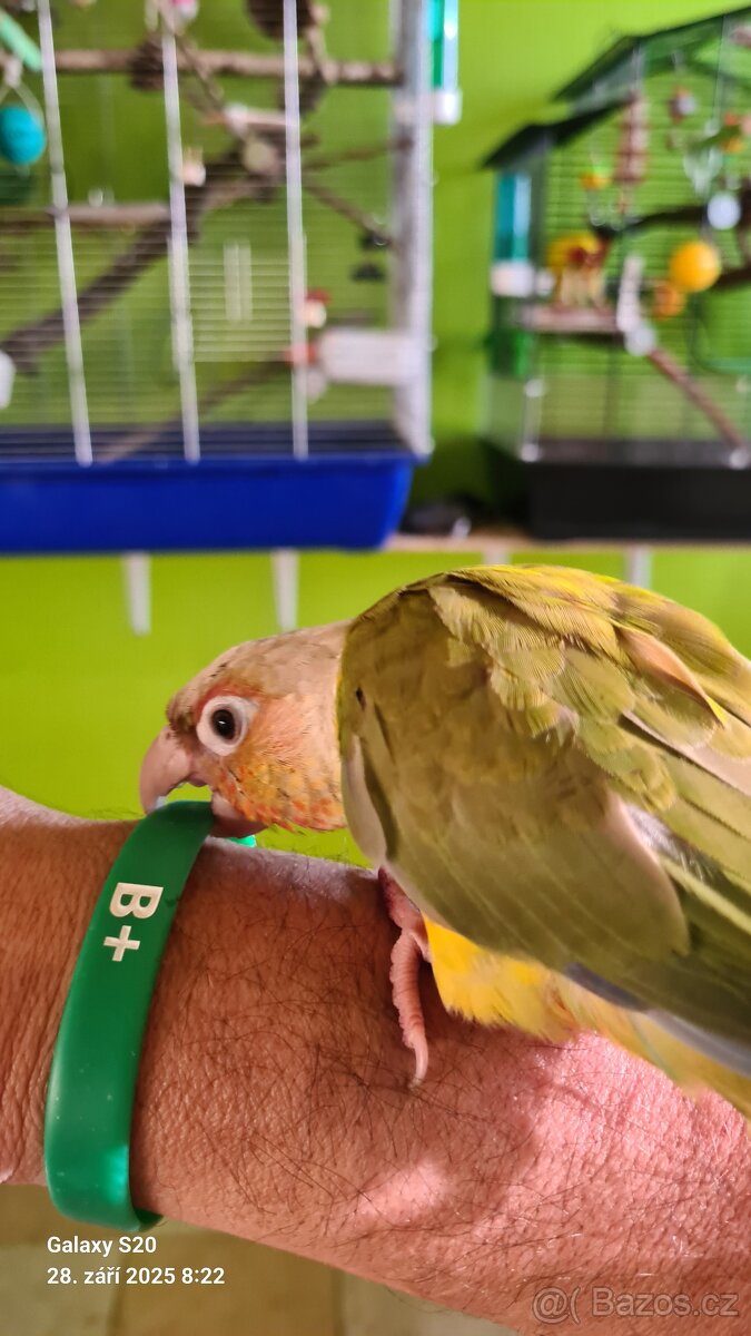 Nabízím Pyruru - 2