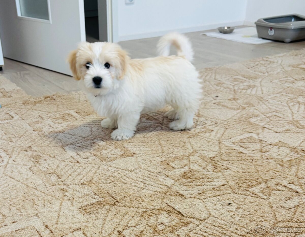 Maltipoo - 2