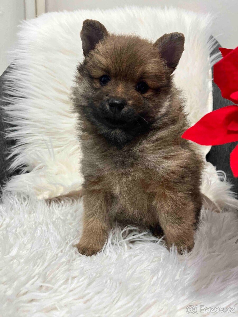 Německý špic střední - 2