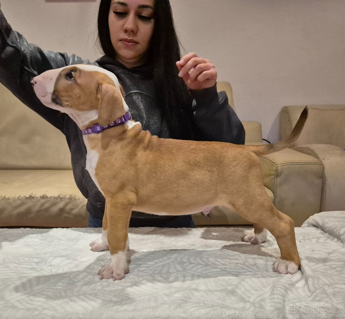 Anglicky bulterier, standard, pes z PP - 2