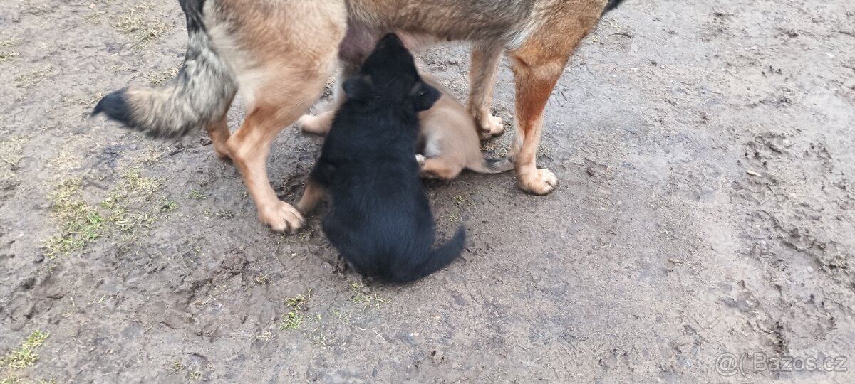 Štěňatko Nemecky ovcak bez PP - 2