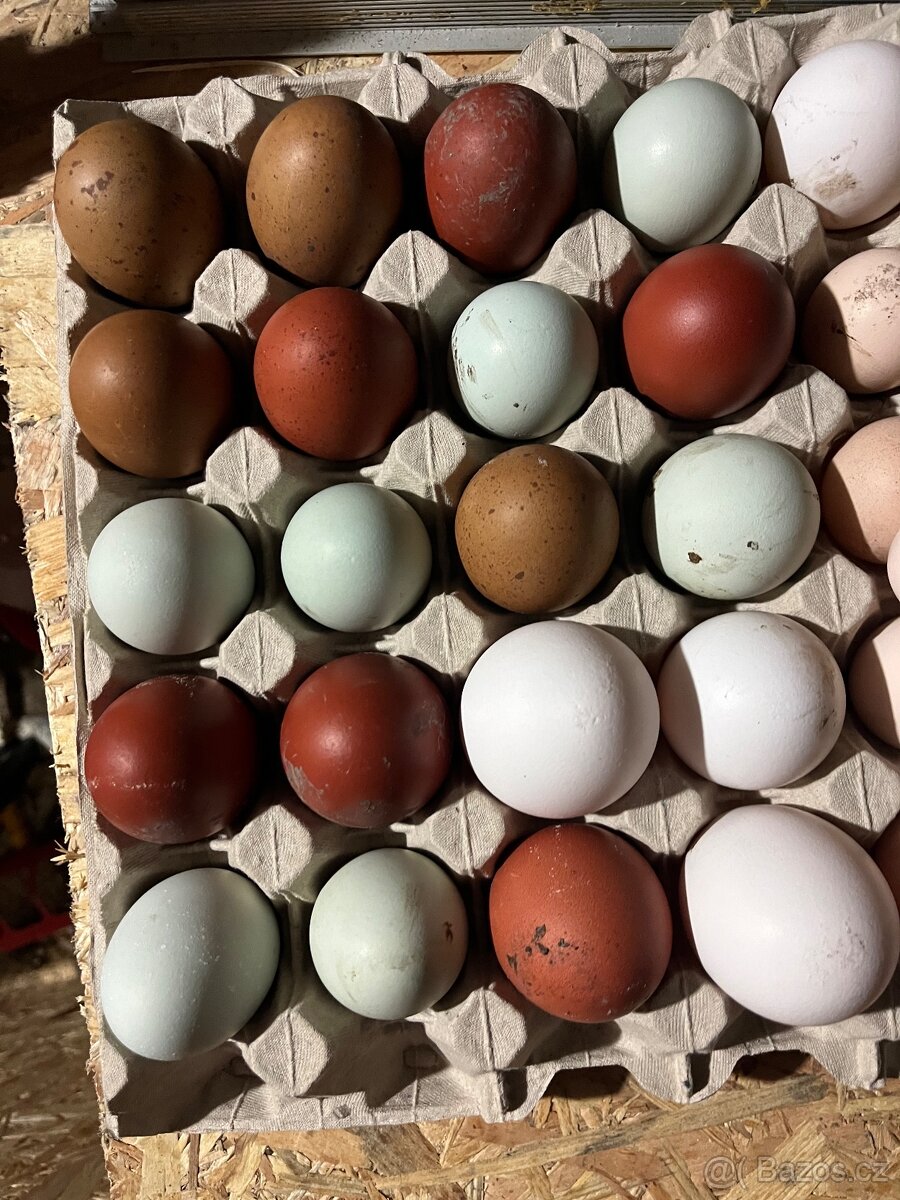 Násadová vajíčka araukana lavender - 2