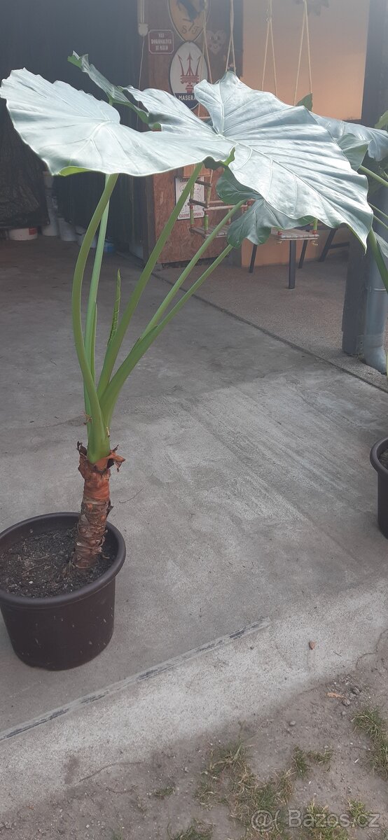 Kolokazie jedlá-Taro - 2