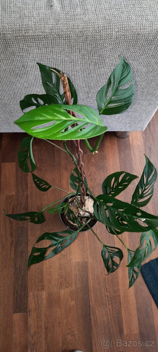 Monstera Spp laniata - 2