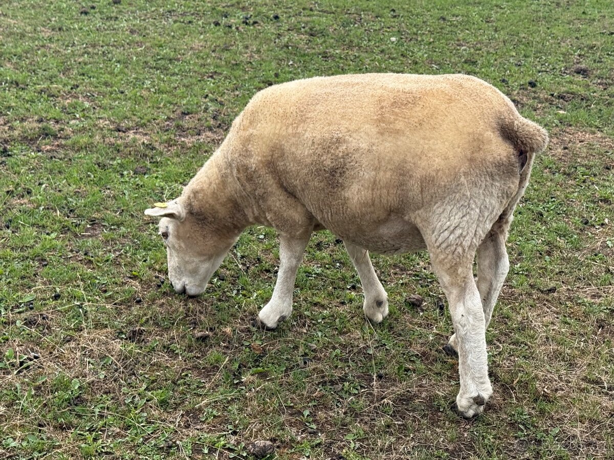 Prodám čistokrevné ovce Texel - 2