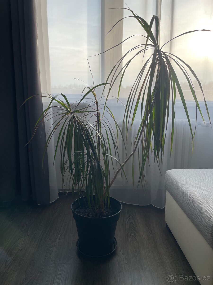 Pokojové rostliny - Dracaena marginata - 2