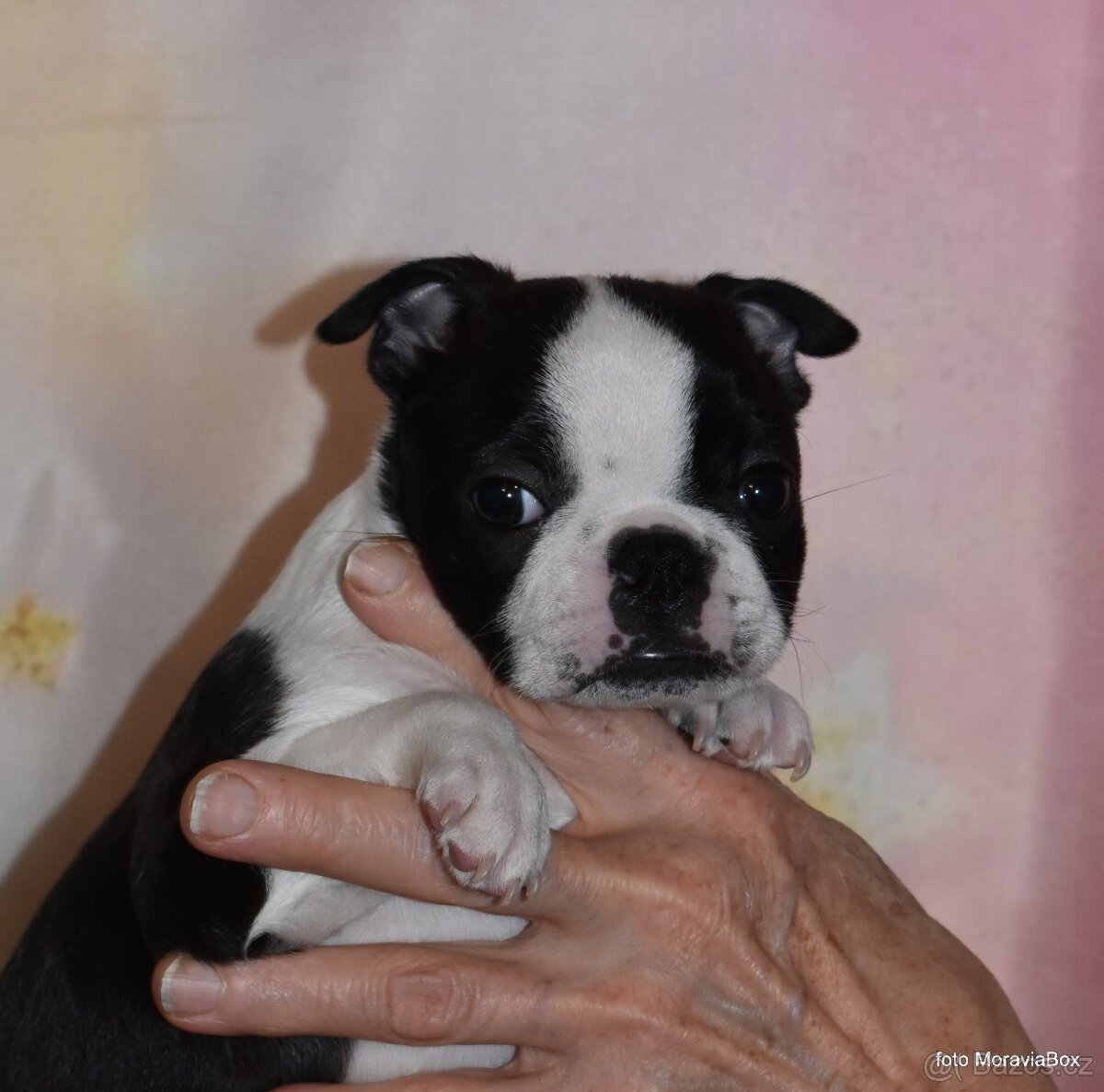 Boston Terrier - štěně - fenka - 2