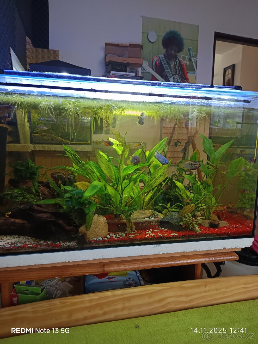 Zaběhlé akvárium 128 Litrů - 2