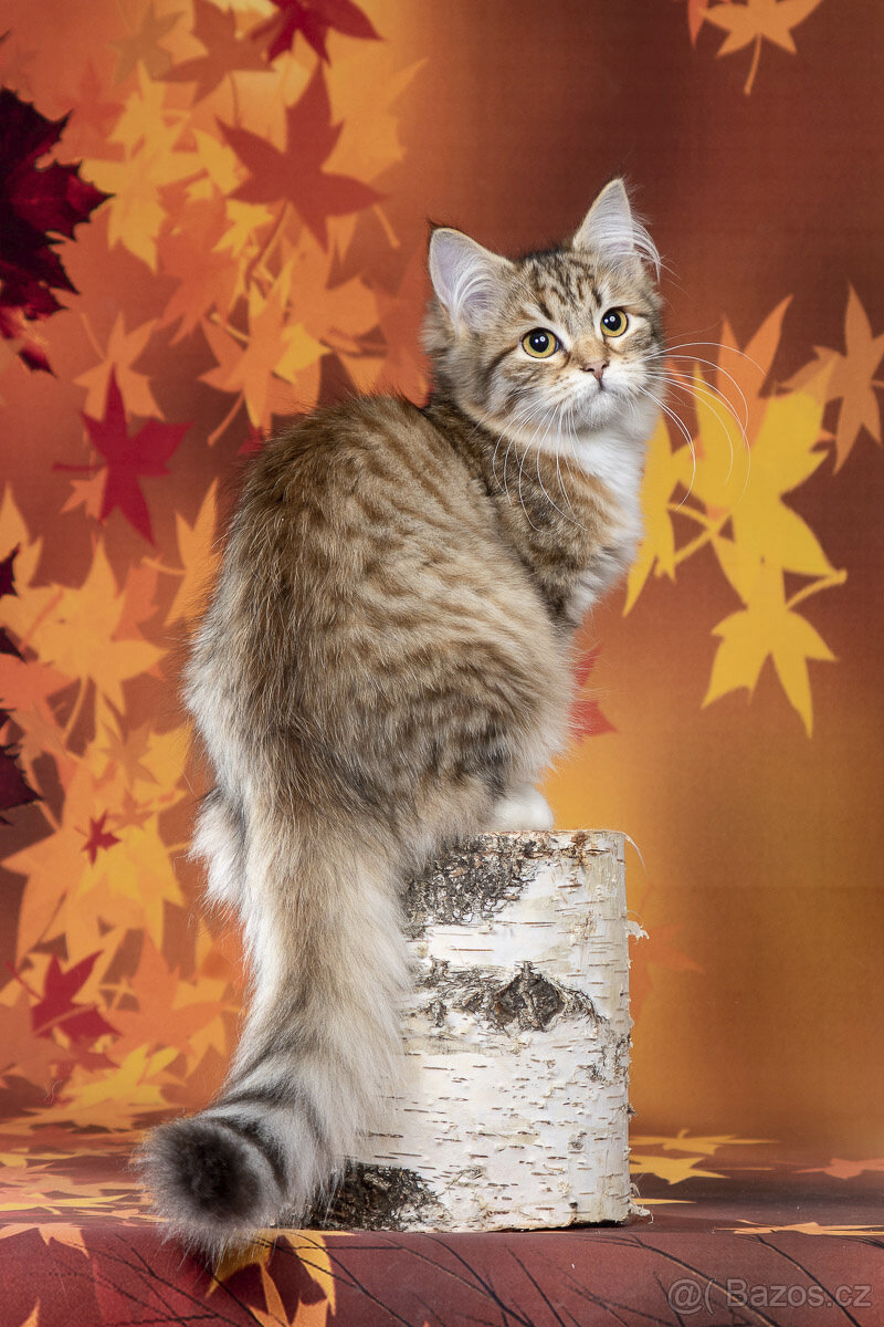 Sibiřská kočka - kočička s PP - 2