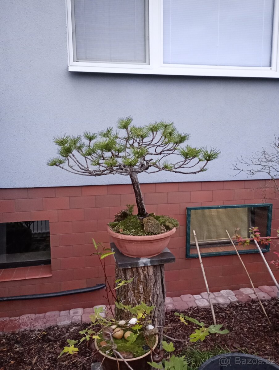Borovice černá (Pinus nigra) bonsai - 2