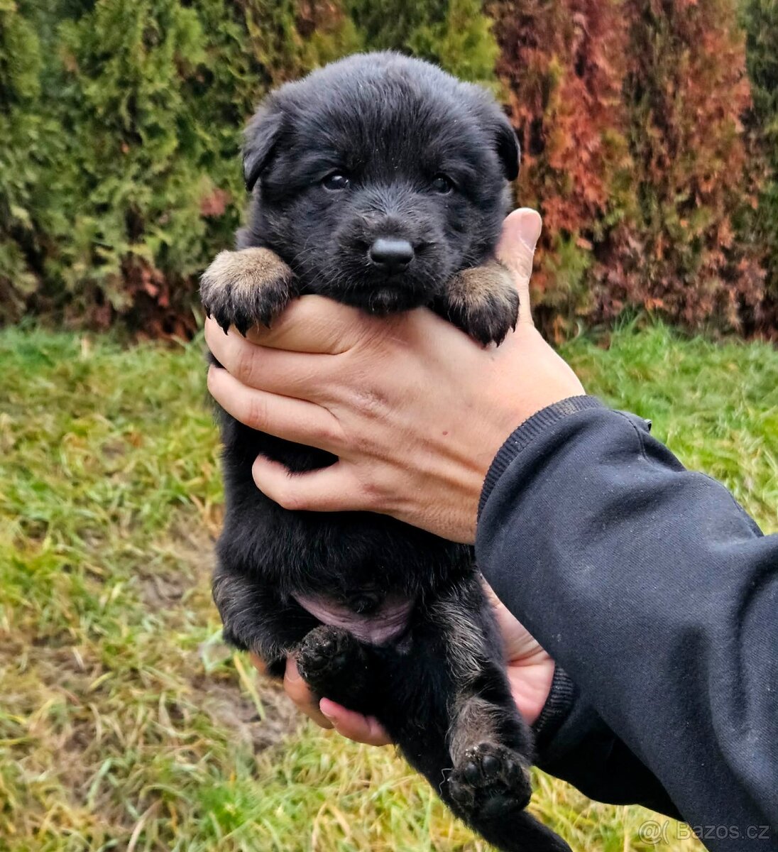 Německý ovčák - štěňata s PP - 2