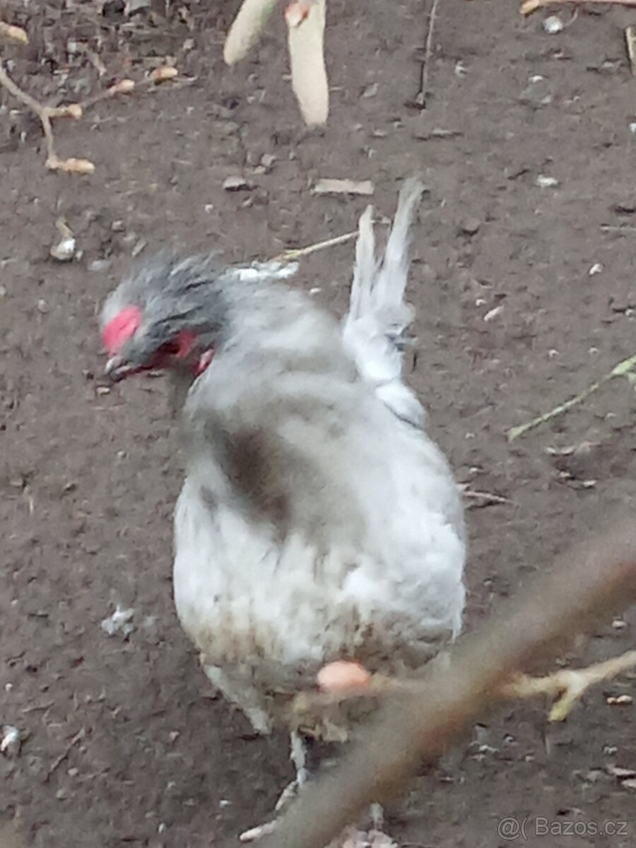 Araukana Levandulová - 2