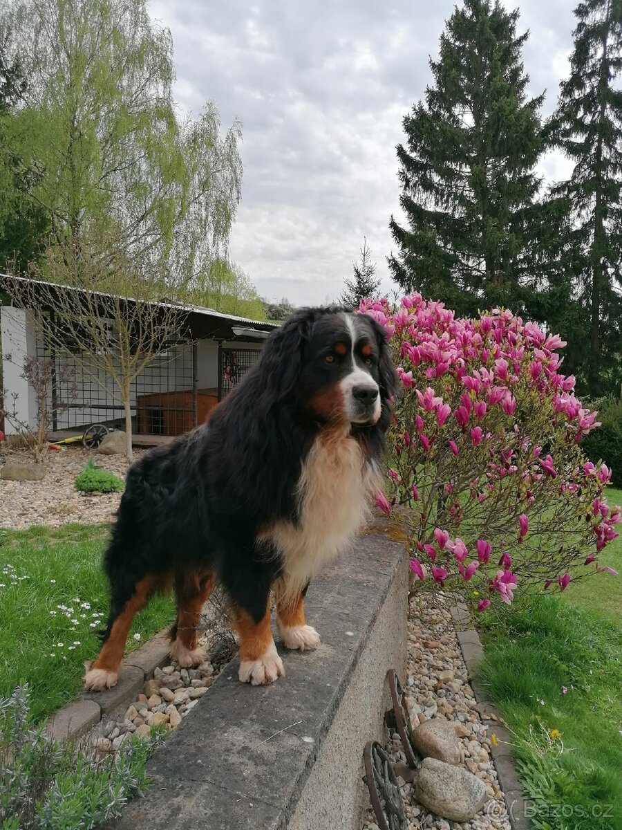 Krytí- Bernsky salašnický pes - 2