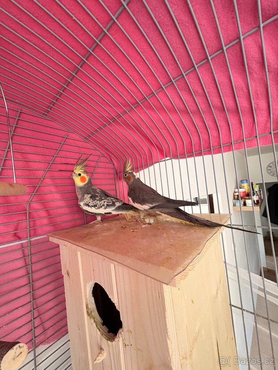 Korela chocholatá - 2