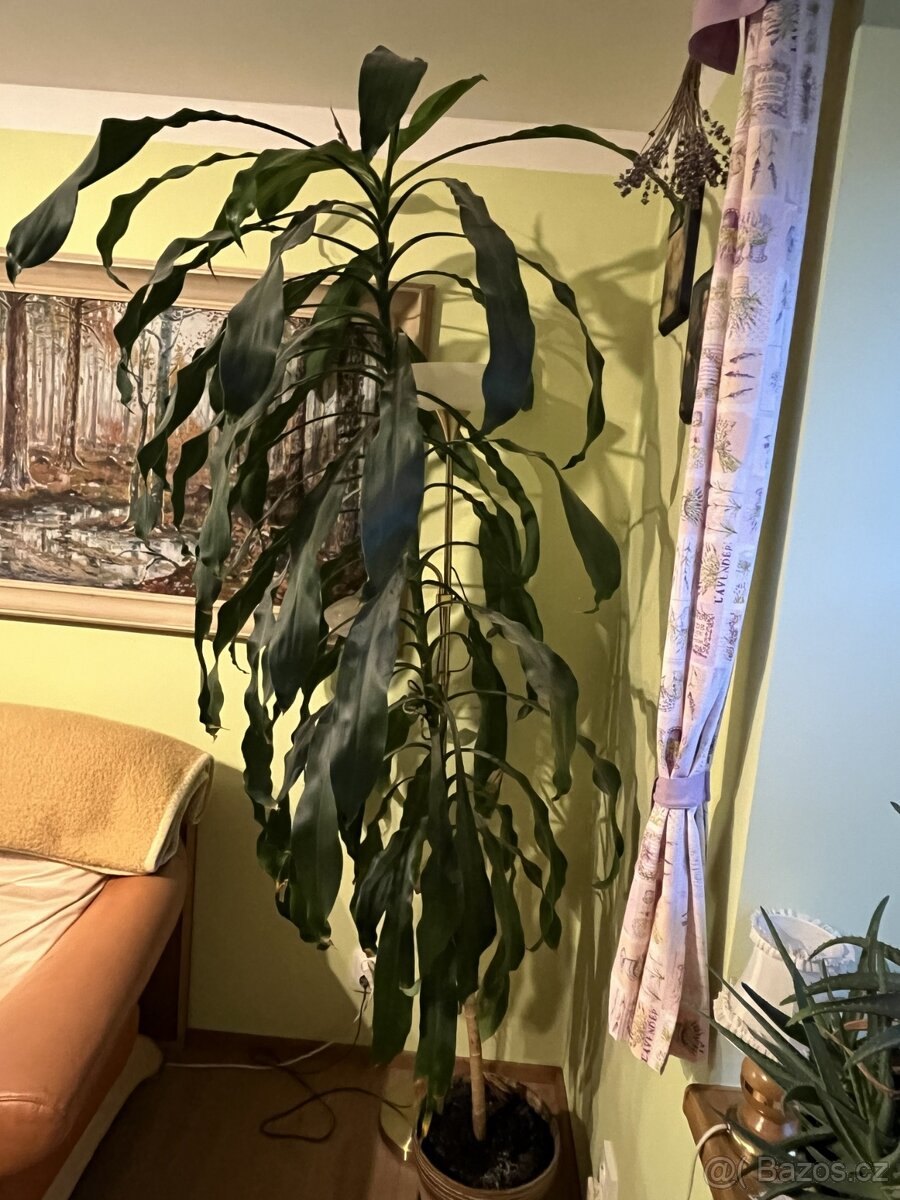 Dracena - 2
