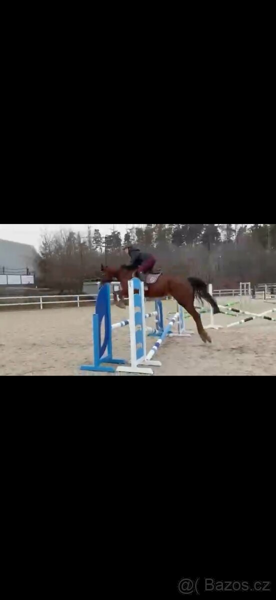 5ti letá klisna - 2