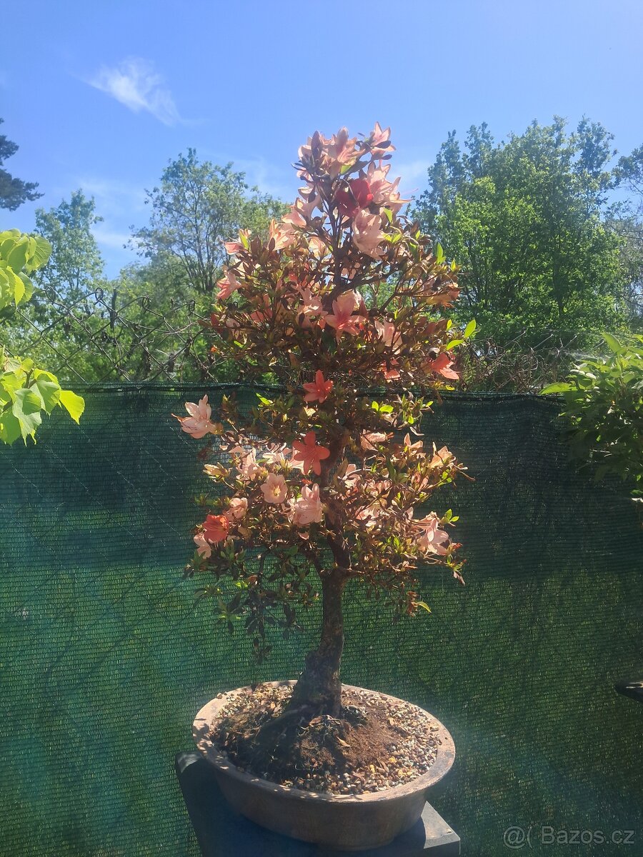 Bonsaj bonsai Japonská Azalka - 2