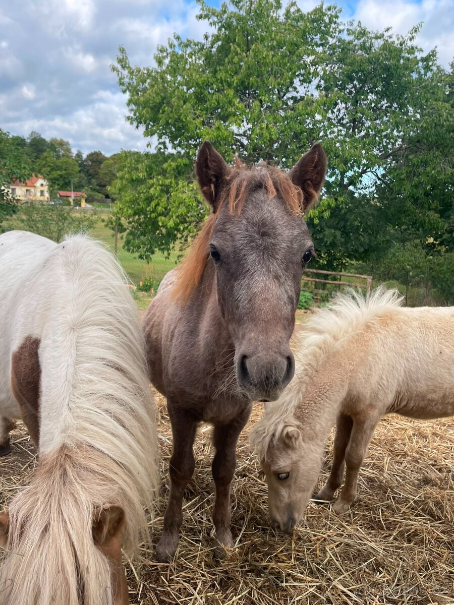 Mini pony - 2