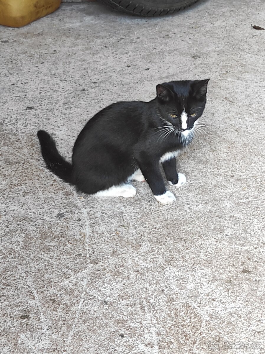 Daruji koťátka - 2